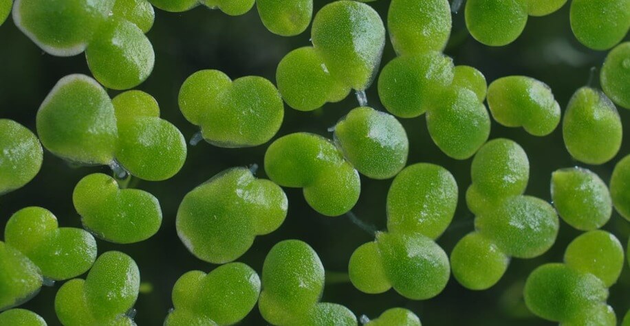 Bèo tấm là gì? Công dụng và thành phần dinh dưỡng