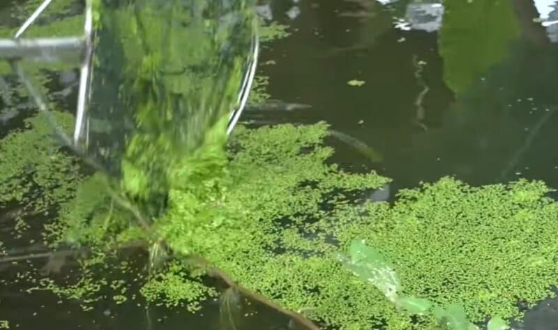 Bèo tấm là gì? Công dụng và thành phần dinh dưỡng