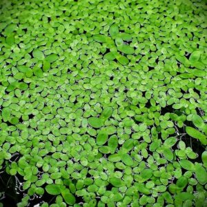 Bèo tấm là gì? Công dụng và thành phần dinh dưỡng 