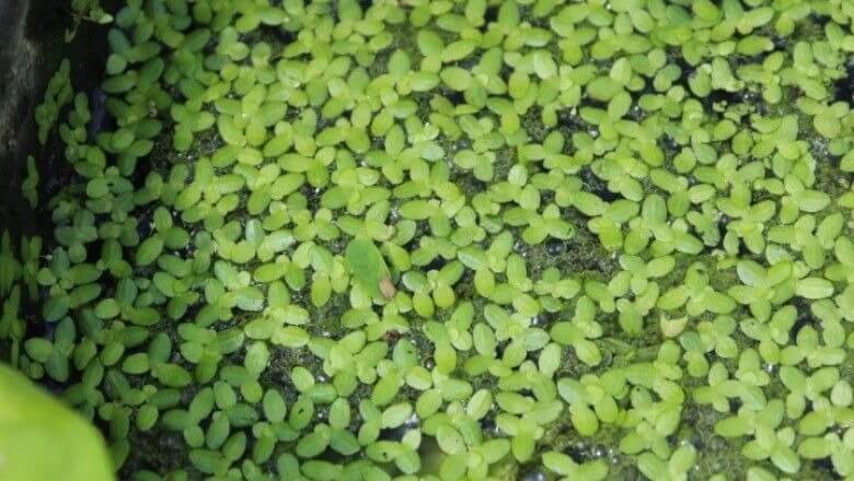 Bèo tấm là gì? Công dụng và thành phần dinh dưỡng